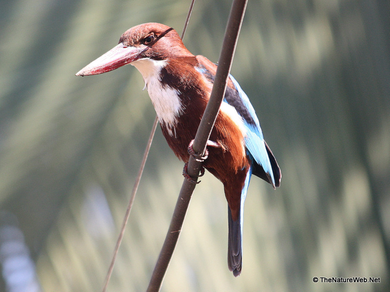 White-throated Kingfisher